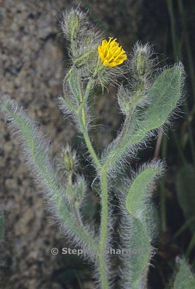 hieracium horridum 2 graphic